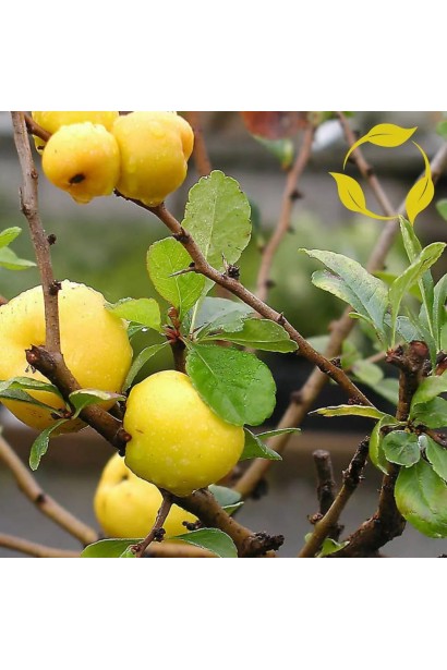Плоди Айви Салмон Горизонт.